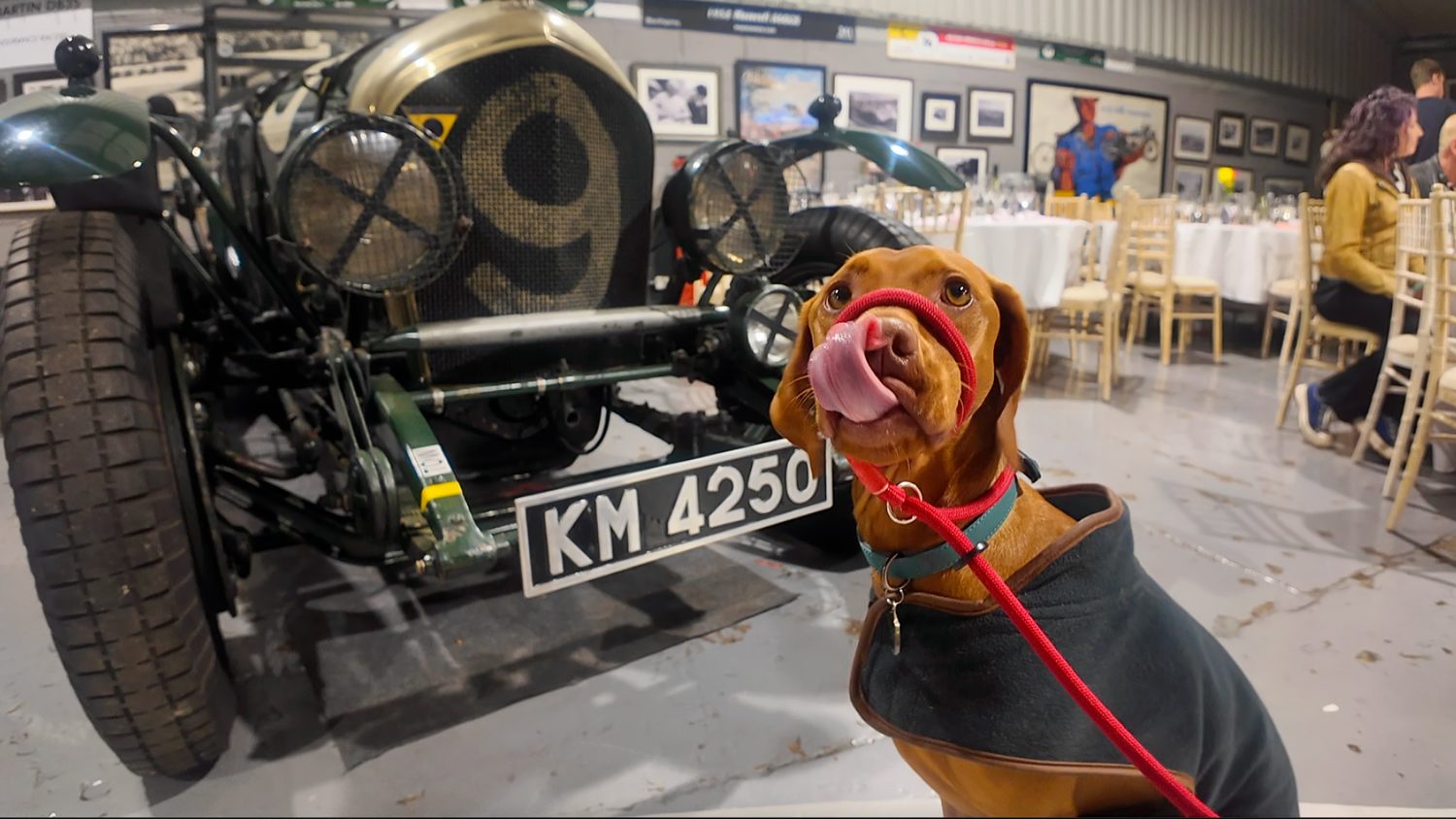 Kiwi at a special vintage car event