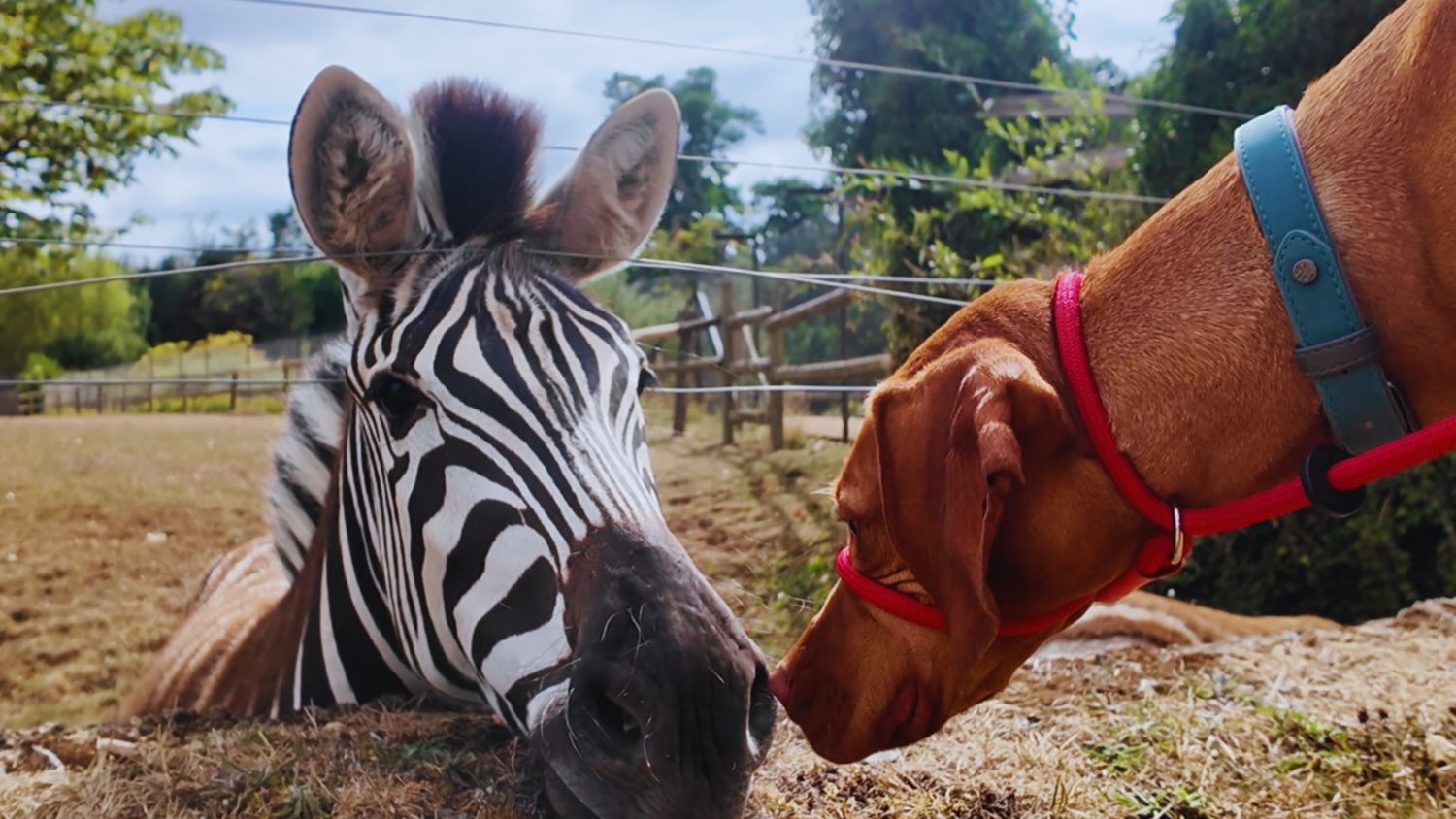 Kiwi meeting a zebra on an adventure